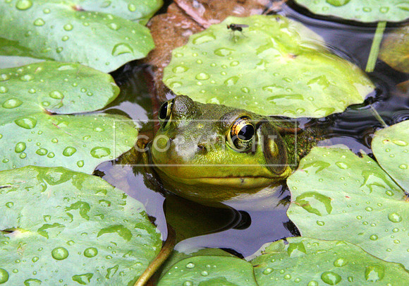7. Frog in Lilypads