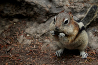 121. Canadian Chipmunk