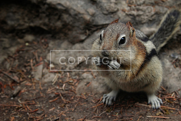 121. Canadian Chipmunk