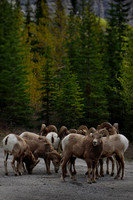 115. Bighorn Sheep, Banff, Canada