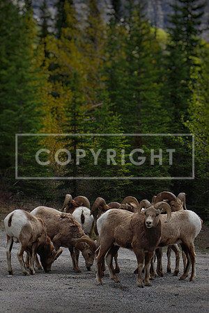 115. Bighorn Sheep, Banff, Canada