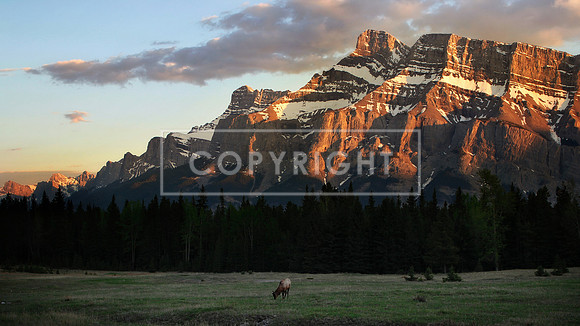 113. Elk in Alberta