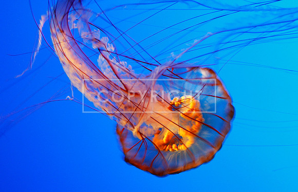 2. Blue Jellyfish