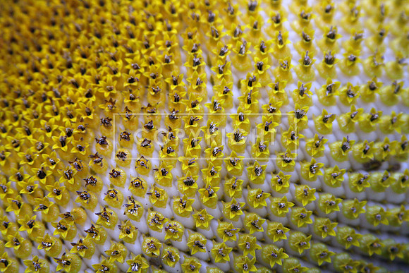 49. Sunflower Close up