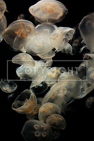 50. White Jellyfish
