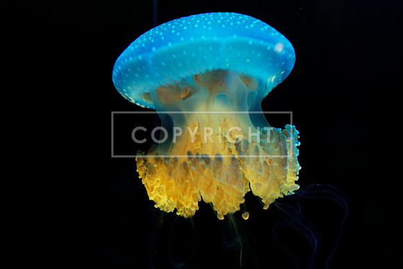 51. Mushroom Cloud Jellyfish