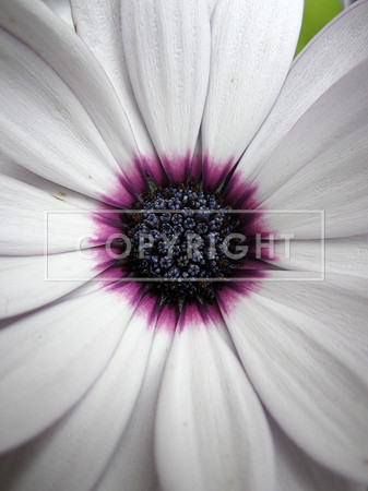 6. White & Purple Flower