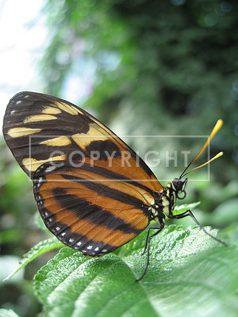 12. Magic Wings Butterfly Farm, Deerfield, MA
