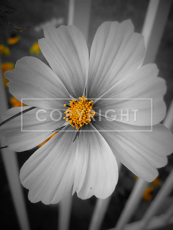 15. White & Yellow Flower