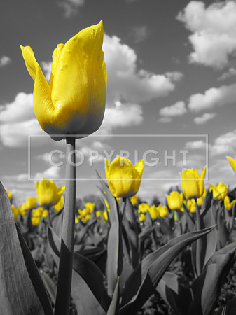 3. Yellow Tulips, Elizabeth Park